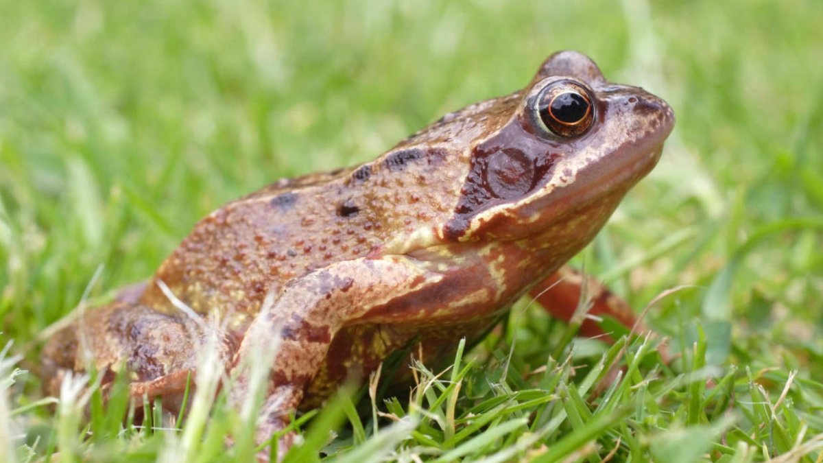 How to get rid of frogs 8 natural repellents and usage 