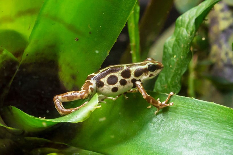 Poisonous Frog Habitat