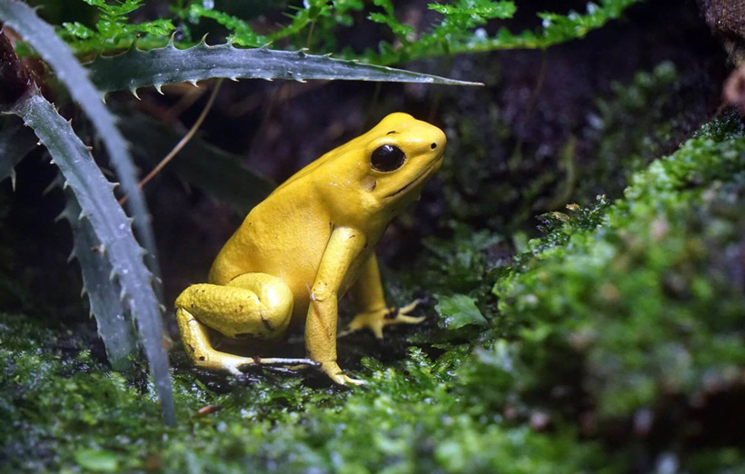 Poisonous Frog Size