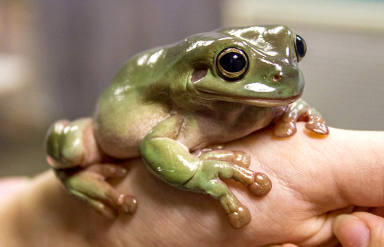 Taking Correct Measures When Touching Frog