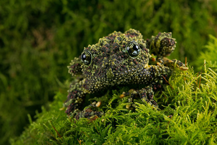 8 Weird Frog Species That You Need to Know