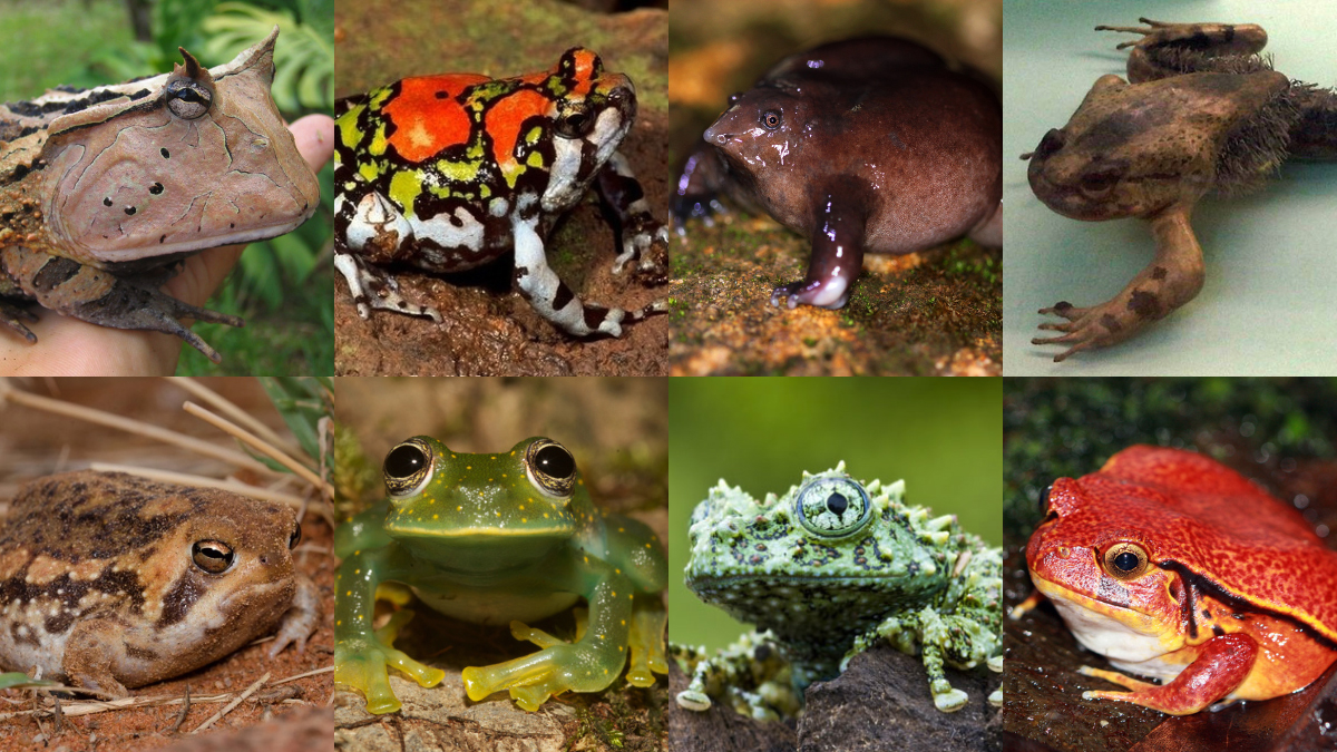 8 Weird Frog Species That You Need to Know