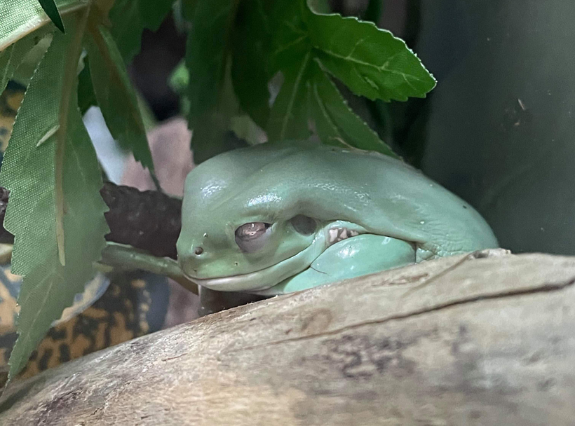 Do Frogs Sleep