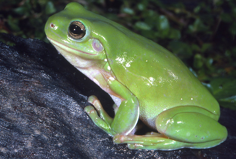 Green frog