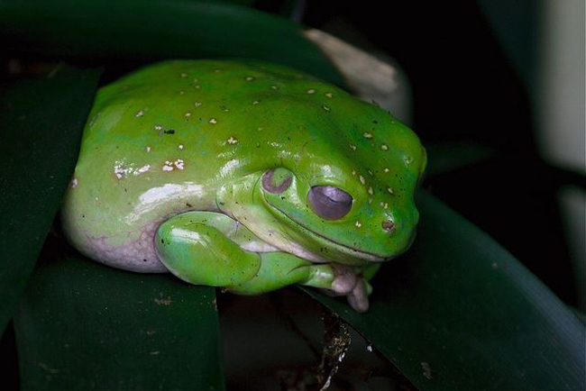 How Frogs Sleep