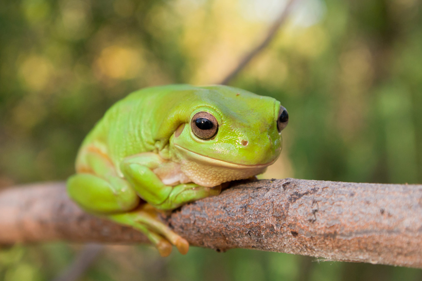 Positions Of A Sleeping Frog