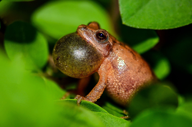 Spring peepers