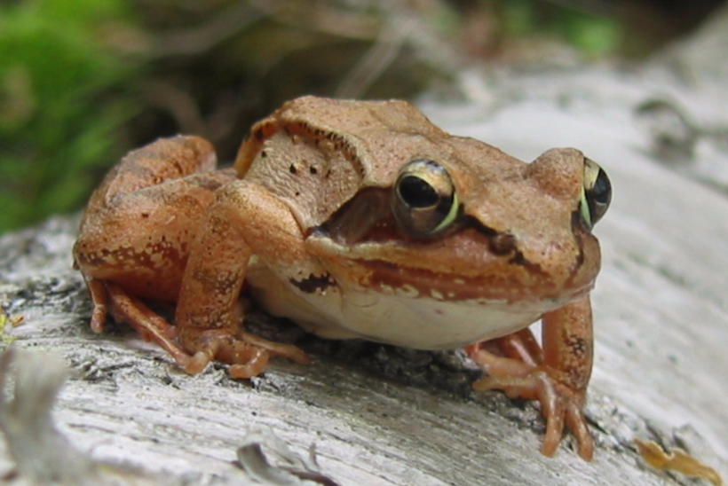 Wood Frog