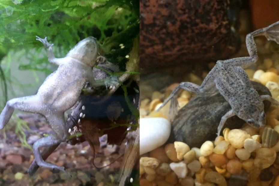 African Dwarf Frog Male Vs Female