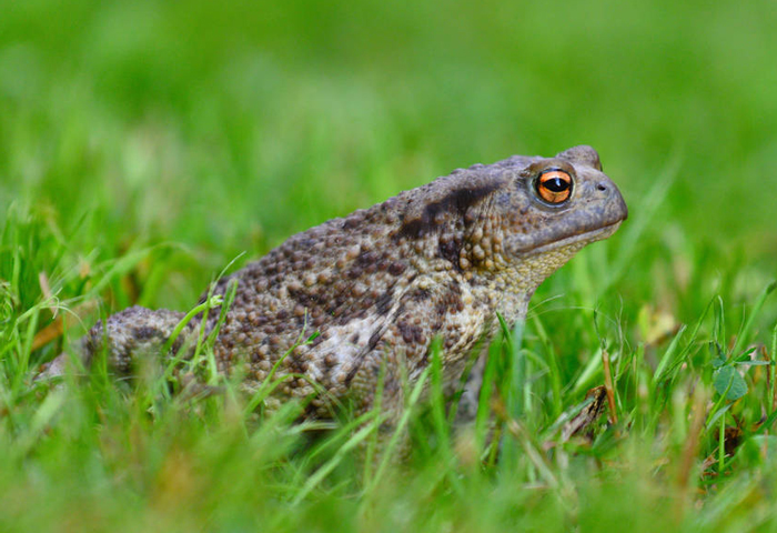 Can You Keep a Wild Frog As a Pet