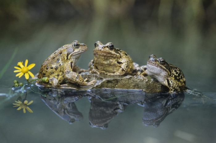 Female Frogs Are Usually Bigger In Size