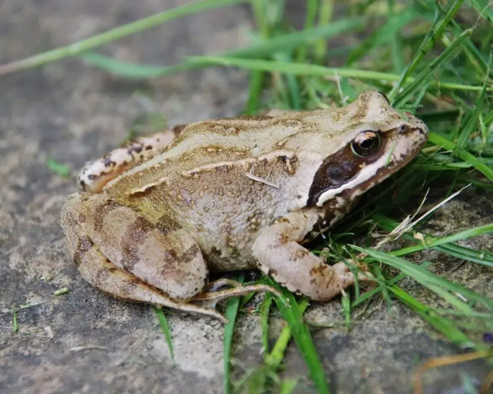 Frog Body Shape