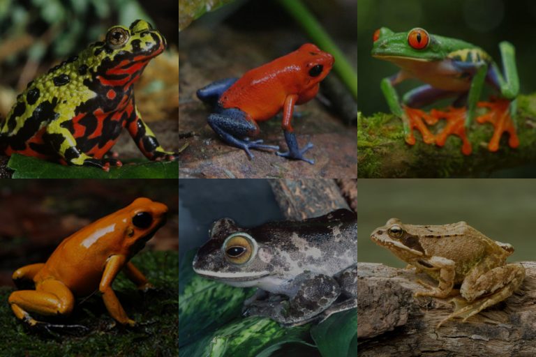 Frog Colors 101: Everything You Need To Know