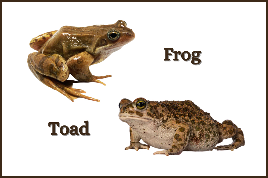 Frog VS Toad