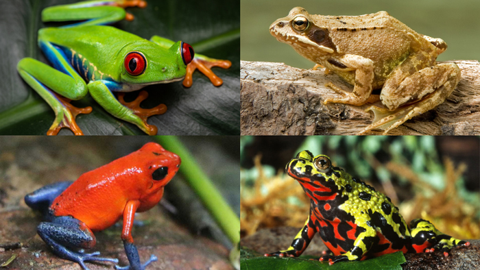 Frog Colors 101: Everything You Need To Know