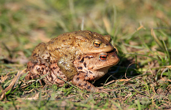 Frogs Safe Breeding Location