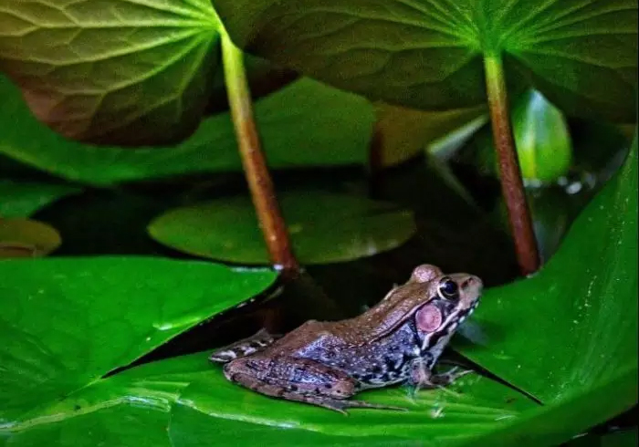 Frogs Shelter