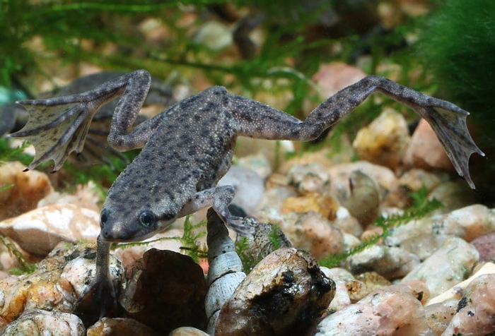 Growth of African Dwarf Frogs