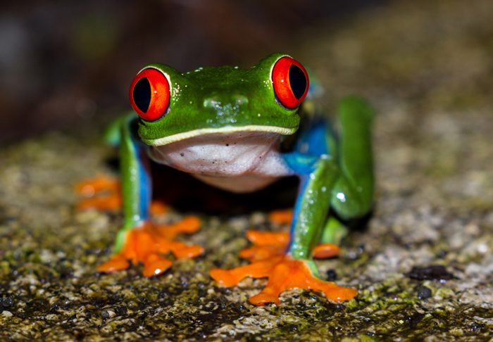 Hibernating Tree Frogs’ Behavior