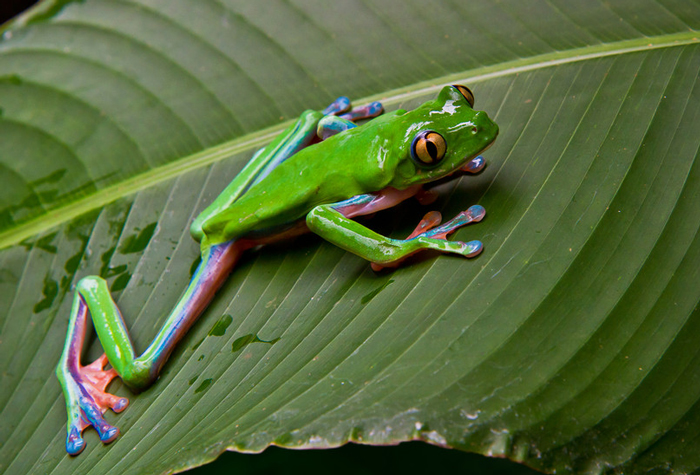 How Do Tree Frogs Survive in the Winter