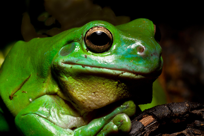 Uncovering the Truth About Where Tree Frogs Go in the Winter