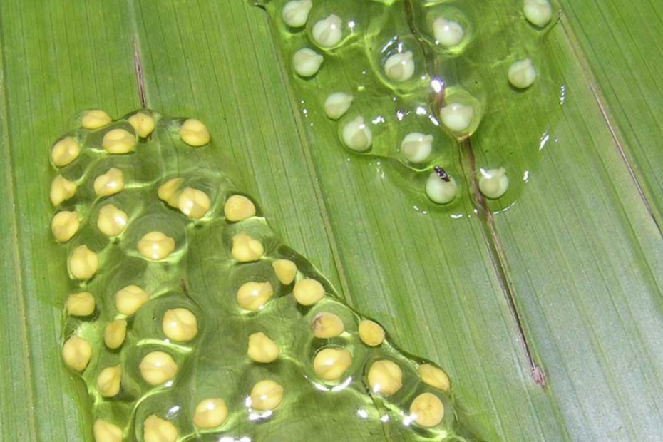 How Long Does It Take For Frog Eggs To Hatch