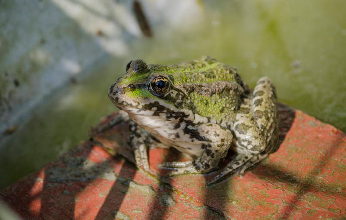 How to Take Care of a Wild Frog As a Pet