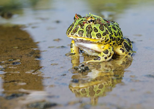 Male Frogs Are More Aggressive