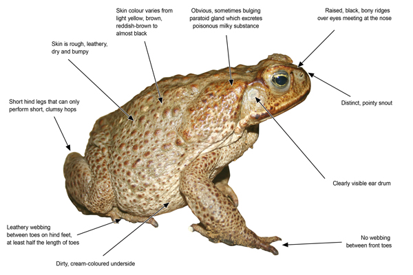 Toad Physical Characteristics