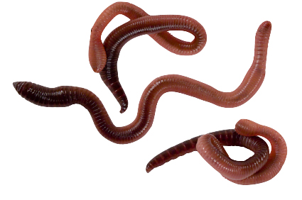 Various Types of Worms