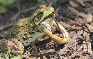 Is A Frog A Herbivore, Carnivore, Or Omnivore?: Everything About Frog’s ...