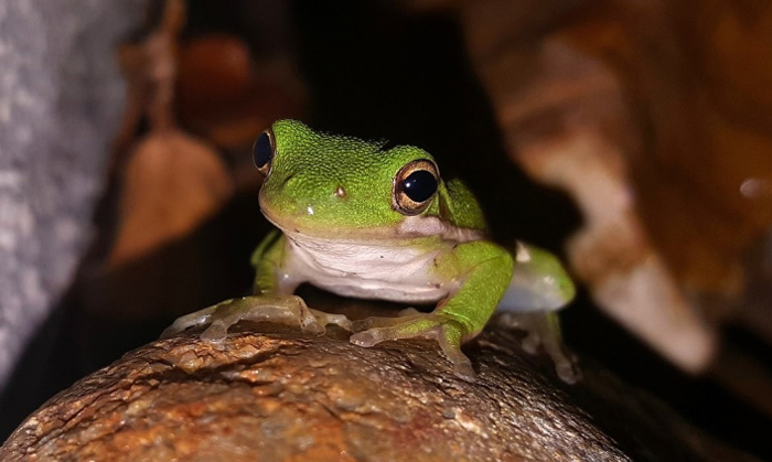 What Signs Indicate That a Tree Frog Is Preparing to Hibernate