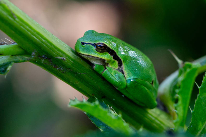 Where Tree Frogs Go in the Winter