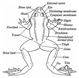 How To Dissect A Frog? A Detailed Step-by-step Procedure