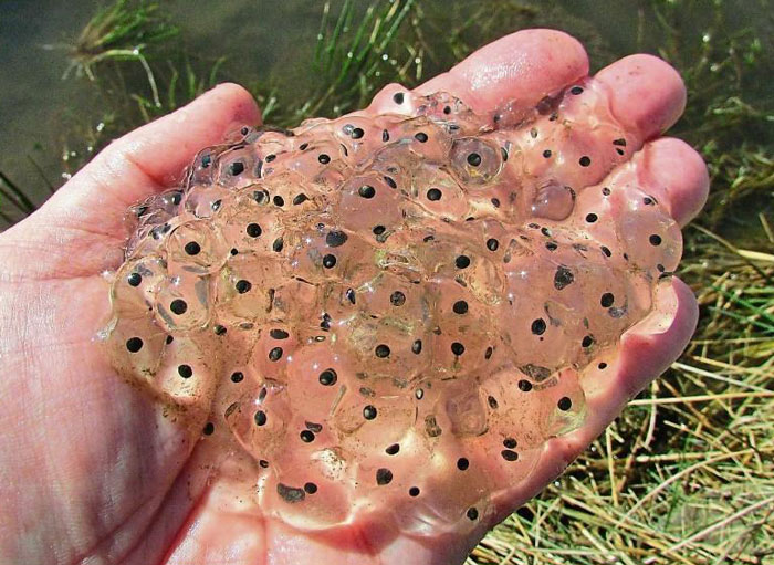 Frogspawn