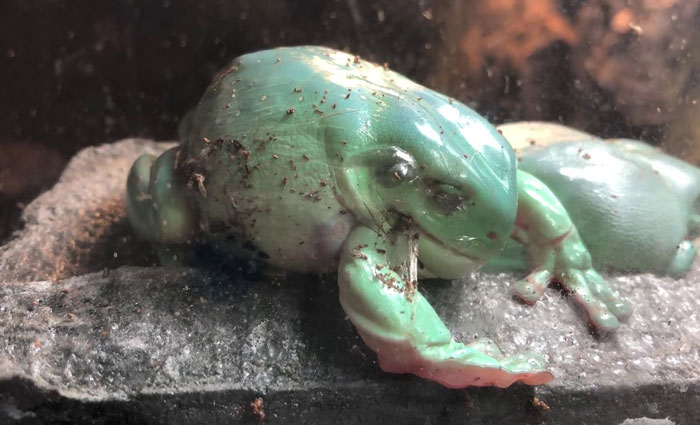 How Often Do Frogs Molt