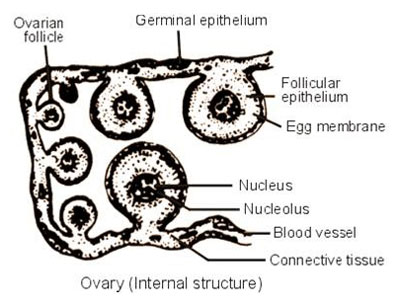 Ovarian Cells of Frogs