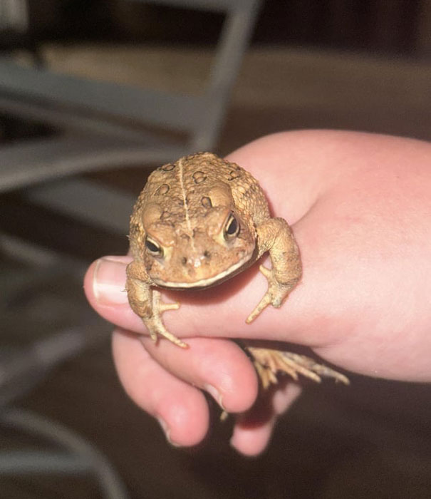 What happens if the frogs’ pee only contacts your skin