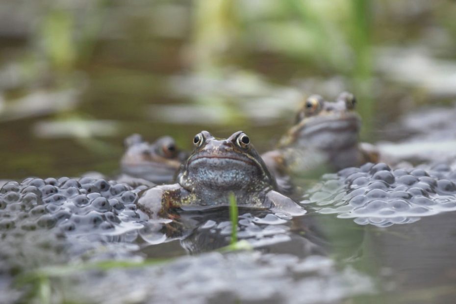 Why Do Frogs Produce So Many Eggs