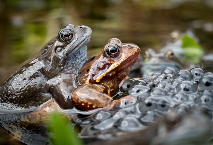 Why Frogs Produce So Many Eggs