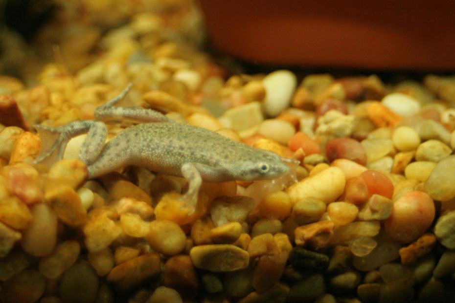 A Bloated African Dwarf Frog