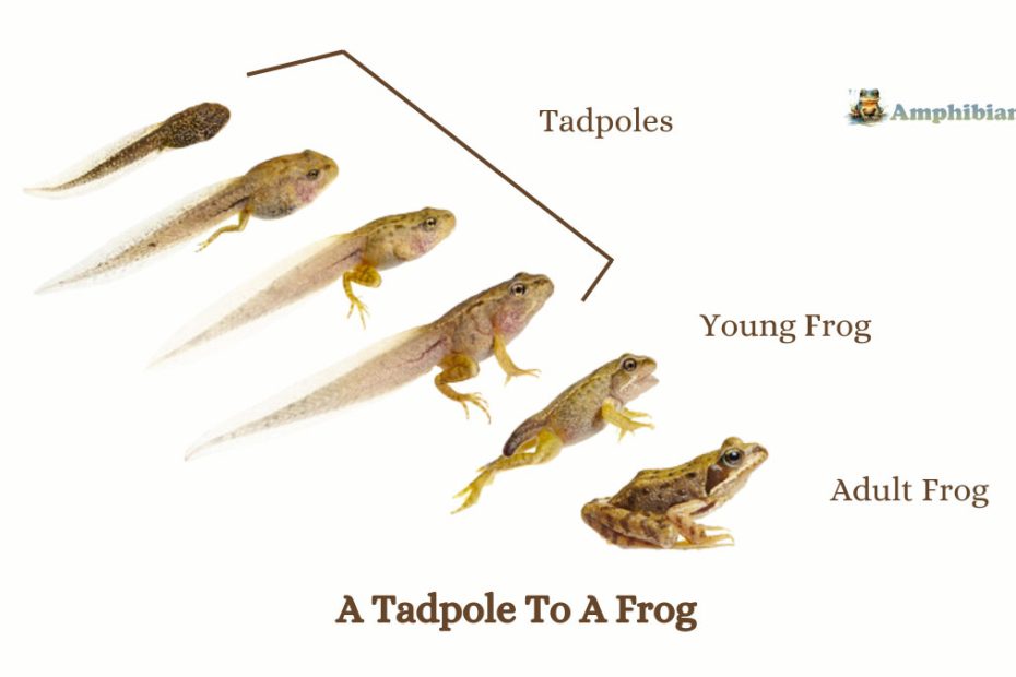 A Tadpole To Turn Into A Frog