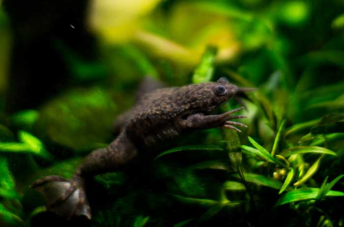 Adult African Clawed Frog