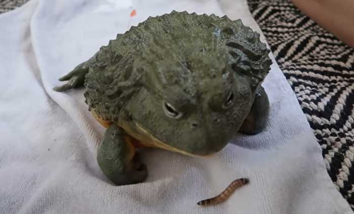 African Bullfrog As Pets