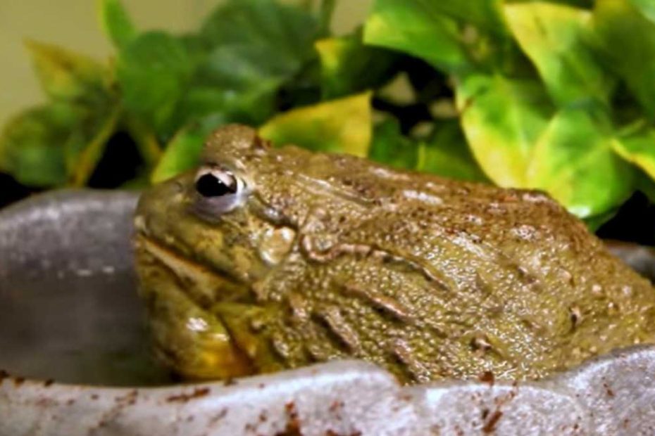 African Bullfrog As Pets