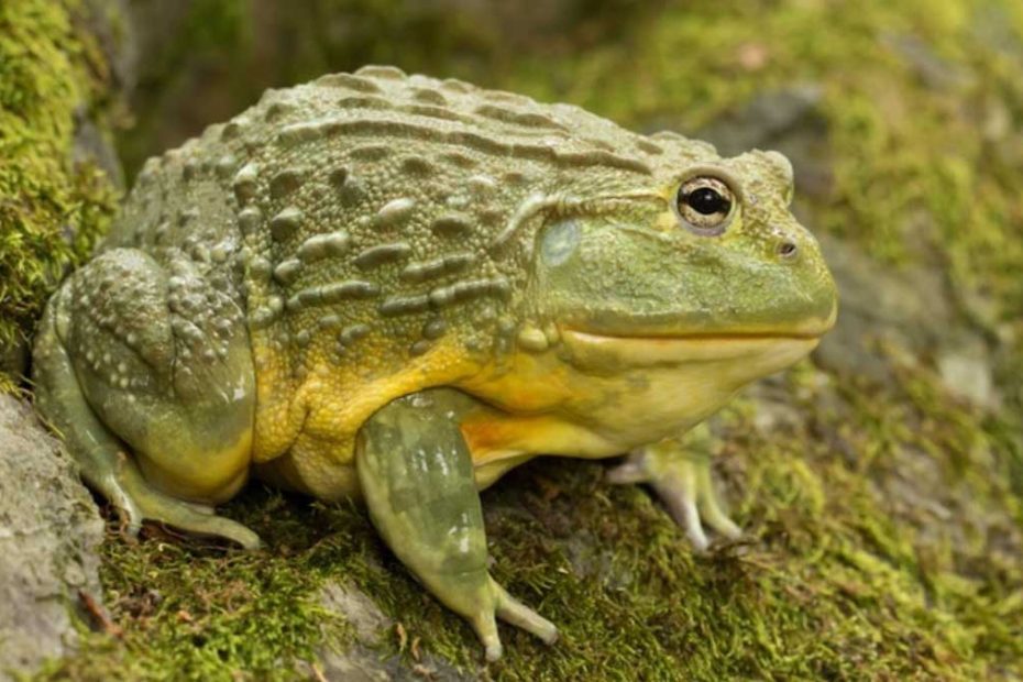 African Bullfrog Lifespan