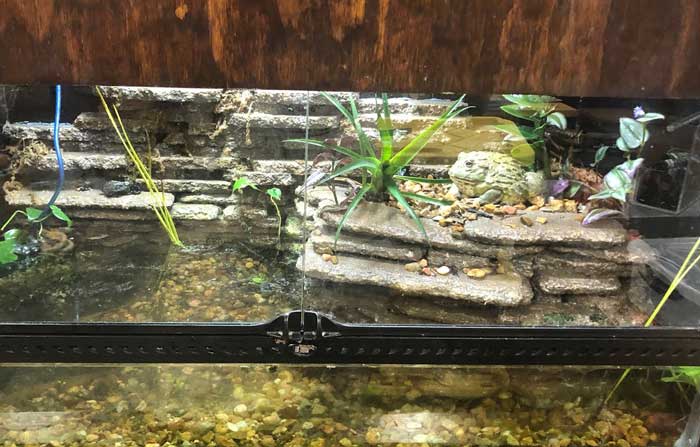 African Bullfrog Proper Tank Setup