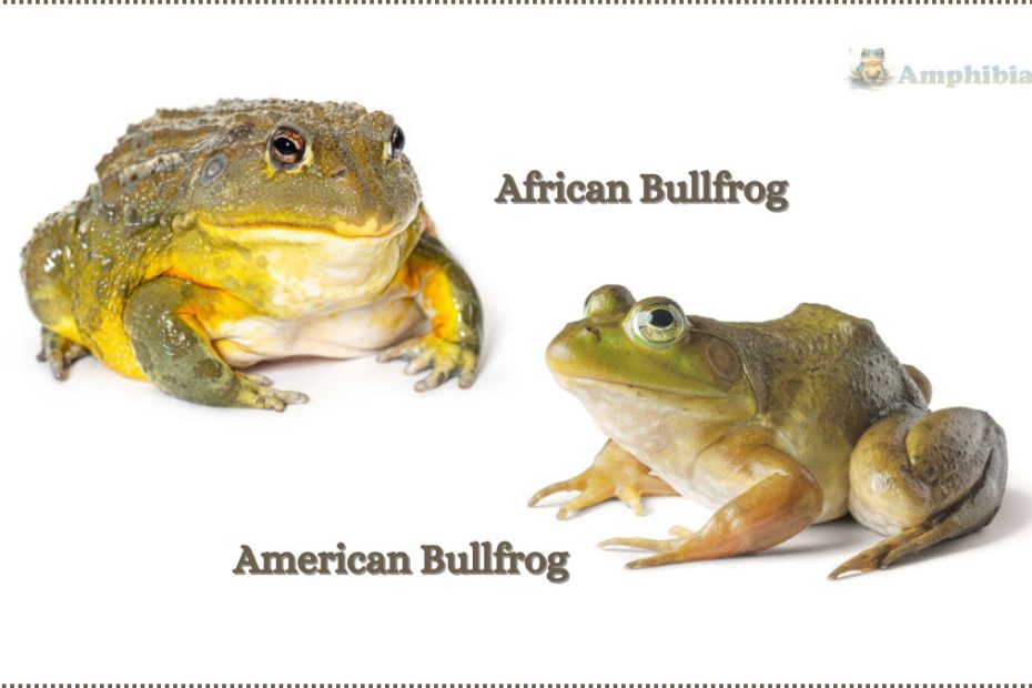 African Bullfrog Vs American Bullfrog