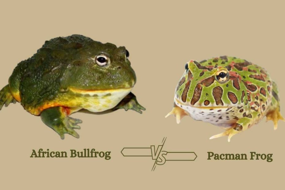 African Bullfrog Vs Pacman Frog