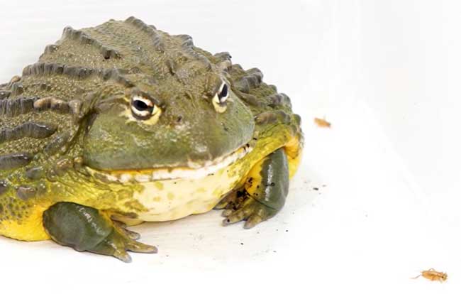 African Bullfrogs Eat Insects